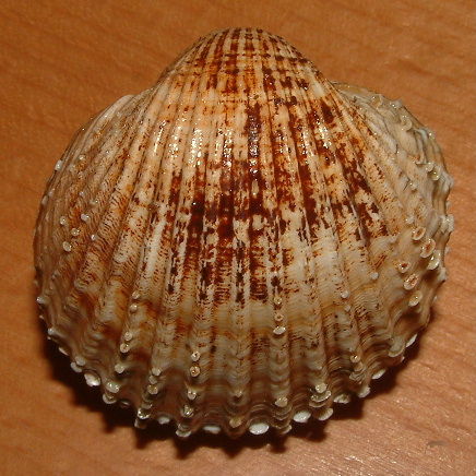 Acanthocardia spinosa